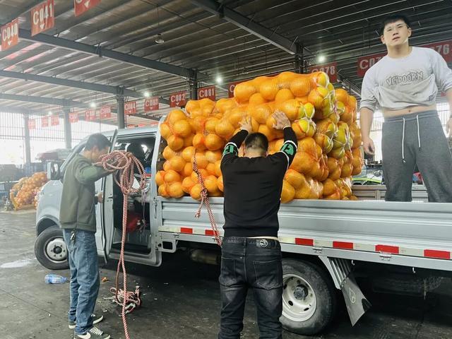 批发价低至1元日销售突破40万斤!柑橘迎来黄金季……(图1) 批发价低至1元日销售突破40万斤!柑橘迎来黄金季……(图1)