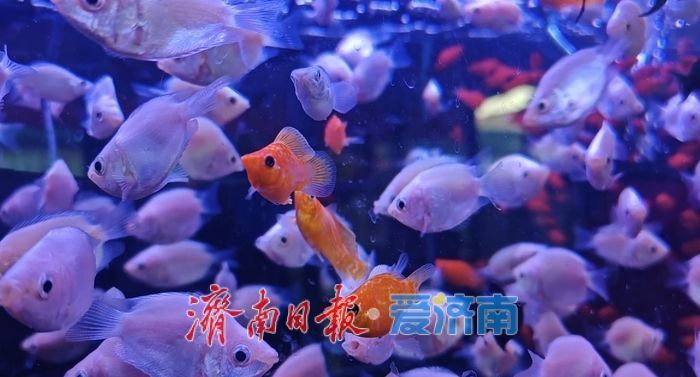 年宵花、观赏鱼销售升温济南花鸟市场迎来节前采购“热”(图3) 年宵花、观赏鱼销售升温济南花鸟市场迎来节前采购“热”(图3)