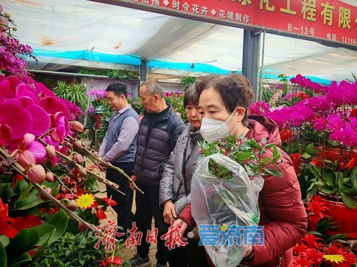 年宵花、观赏鱼销售升温济南花鸟市场迎来节前采购“热”(图2) 年宵花、观赏鱼销售升温济南花鸟市场迎来节前采购“热”(图2)