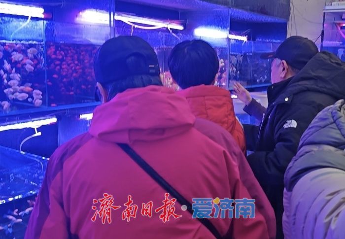 年宵花、观赏鱼销售升温济南花鸟市场迎来节前采购“热”(图4) 年宵花、观赏鱼销售升温济南花鸟市场迎来节前采购“热”(图4)